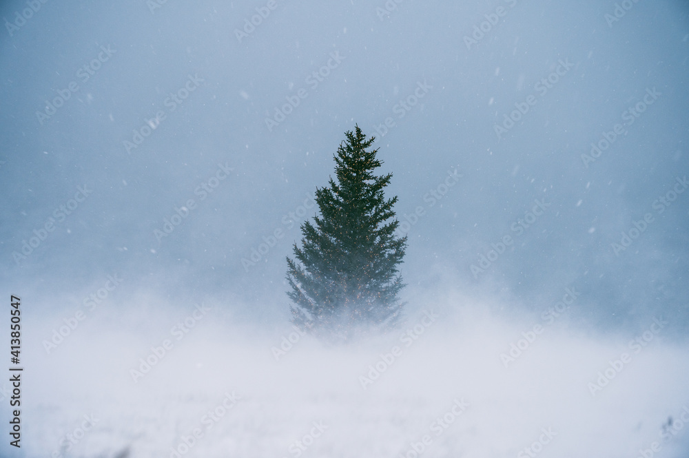 Fir tree between field with snowstorm and amazing blue sky Fir tree between field with snowstorm and amazing blue sky