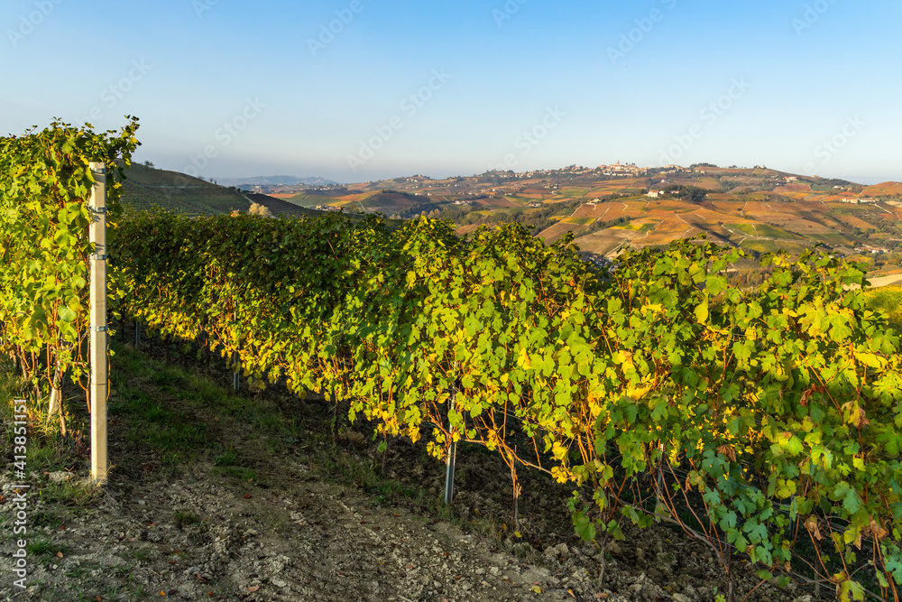 The vineyards of Langhe district are famous fine wine such as Barolo, Nebbiolo and Barbaresco, Piedmont, Italy