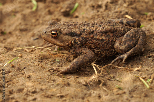 Close up of the European common toad , Bufo bufo in the garden