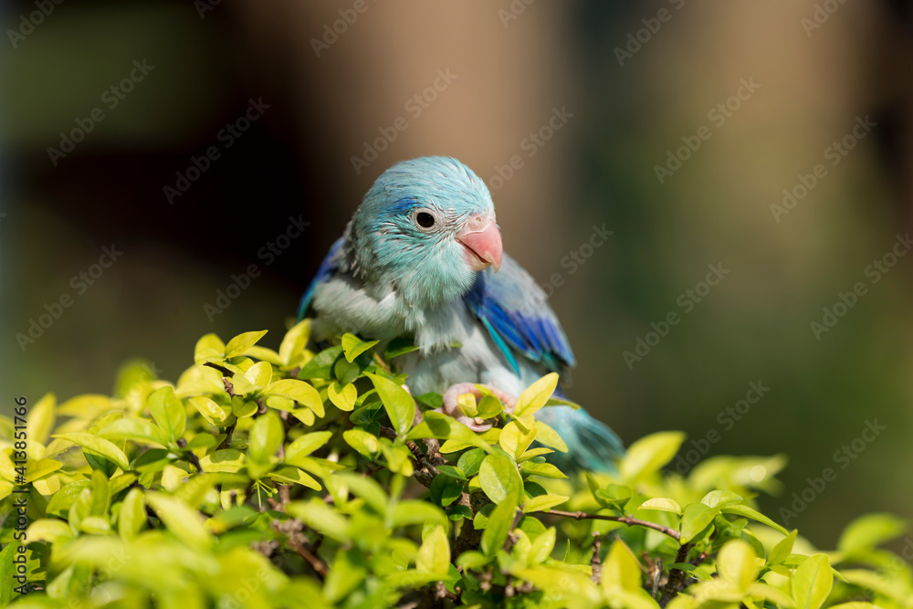 Obraz premium Little Bird. The parrot is happy on the tree. Parakeet on the tree, Bird Forpus xanthops parrot on leaf. Close Up Puppy Parrot.