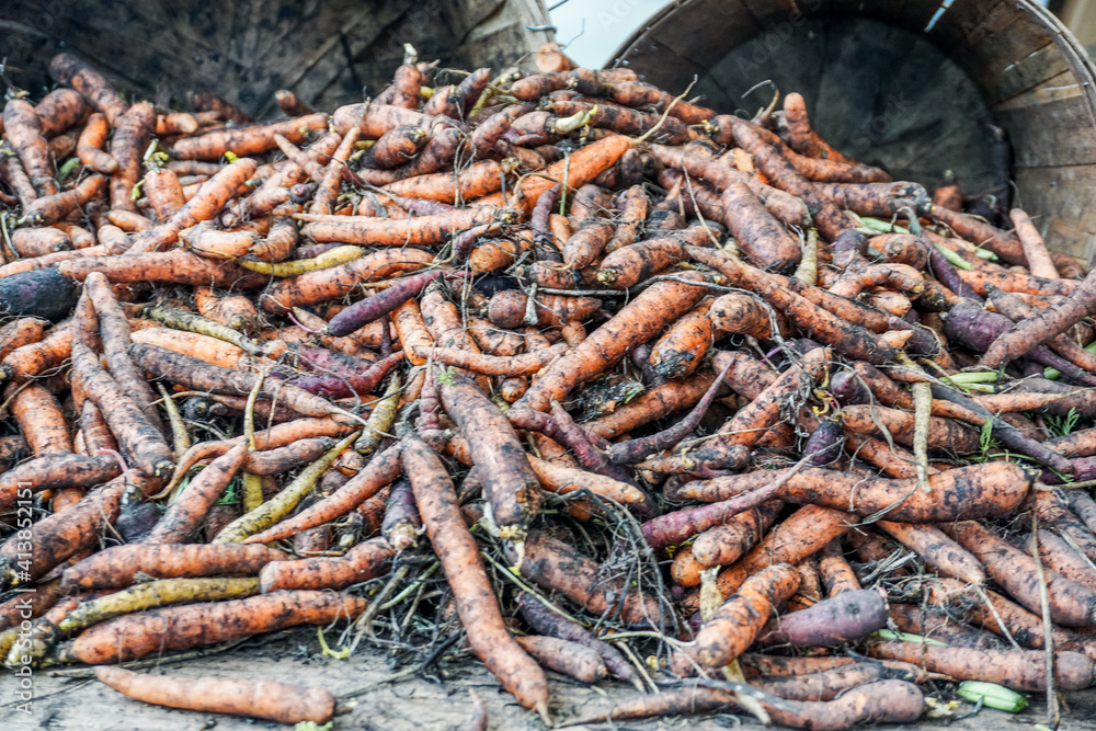 organic carrots on table at farmers market organic carrots on table at farmers market