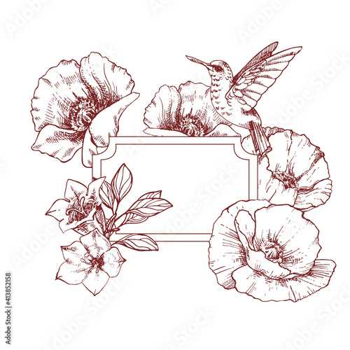 Hand drawn poppy, bellflower and hummingbird with vintage frame. Floral design for cards, invitations, greeting and packaging. Engraved decorative flowers