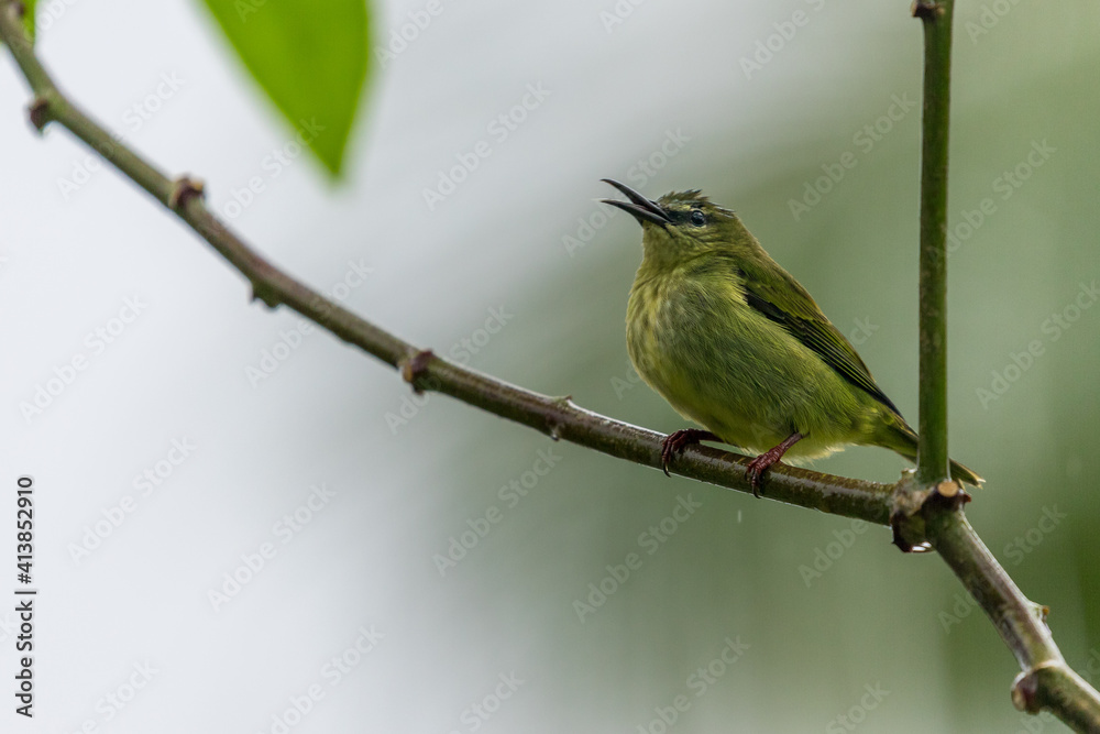 Fototapeta premium Guit-guit saï (Cyanerpes cyaneus) perched on a branch in the forest in the Arenal volcano area, Costa Rica