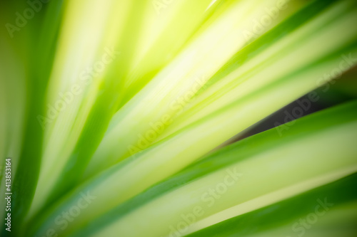 Abstract background nature view of green leaf with copy space using as background natural green plants landscape, ecology, fresh wallpaper concept.
