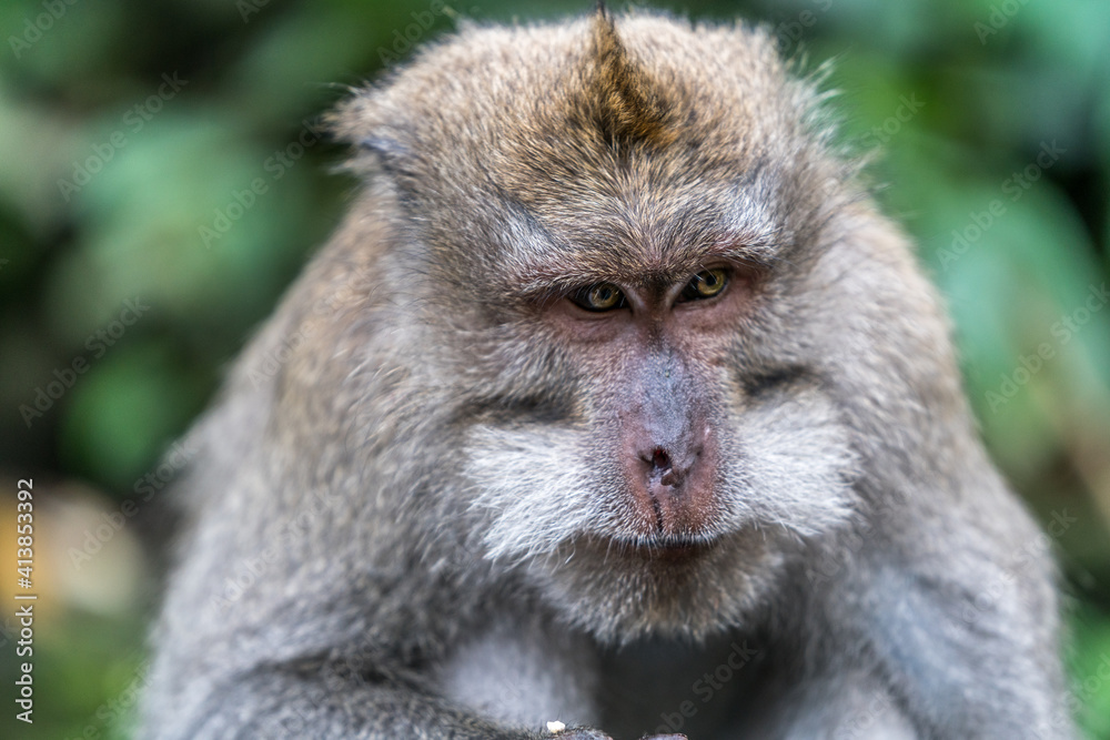 The boss of the Ubud Monkey forest Sanctuary don’t mess with him - Bali Indonesia The boss of the Ubud Monkey forest Sanctuary don’t mess with him - Bali Indonesia
