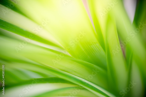 Abstract background nature view of green leaf with copy space using as background natural green plants landscape  ecology  fresh wallpaper concept.