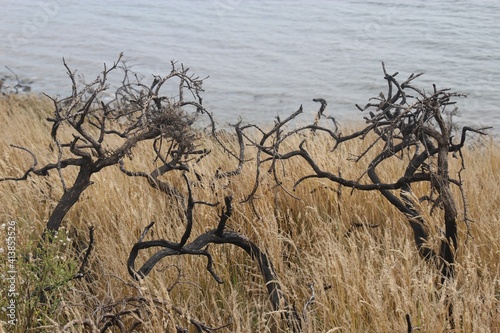Burnt shrubs and reed on the cliffs by the Irish See. St Bees, west coast of England, near Lake District. North-west Europe.