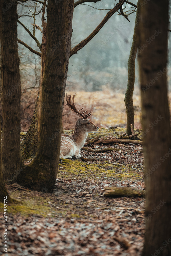 Young fallow-deer bull hiding behind tree in rainy day. Young fallow-deer bull hiding behind tree in rainy day.
