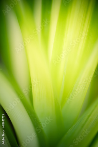Abstract background nature view of green leaf with copy space using as background natural green plants landscape  ecology  fresh wallpaper concept.