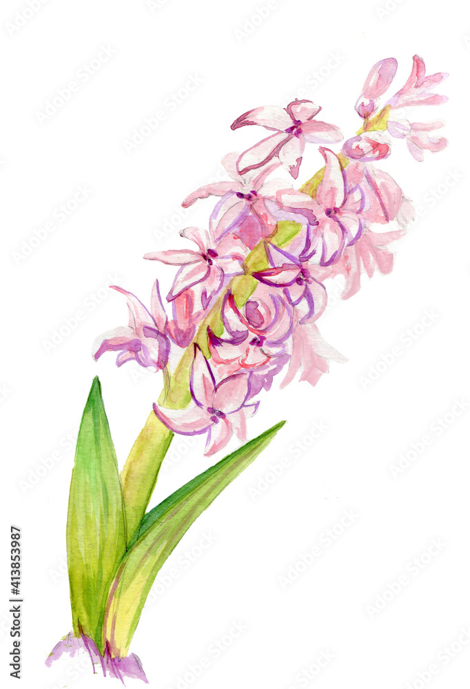 hyacinth 