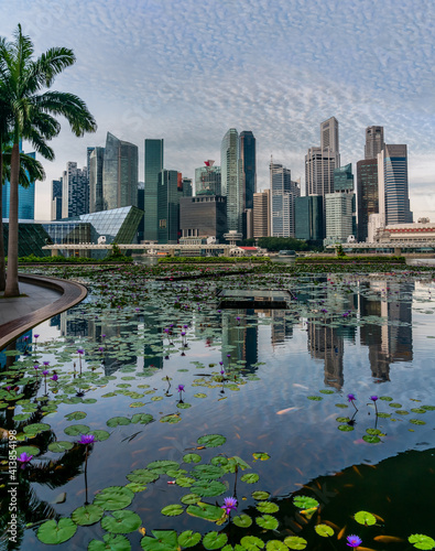 Photography Singapore Skyline with palms and reflective lilly and lotus pool