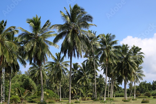 Fototapeta Naklejka Na Ścianę i Meble -  coconut trees