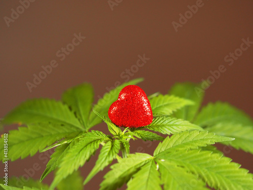 marijuana growing plant hemp red heart sign. cannabis love