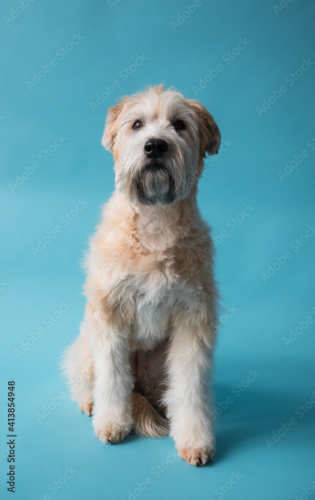 Wheaten terrier dog sitting on blue backdrop looking forward. Wheaten terrier dog sitting on blue backdrop looking forward.