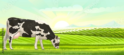A cow is grazing in a pasture. landscape. Black and white breed. Meadow grass. Rural rustic view. Mountains, sky and sun in the distance. Summer morning. Vector