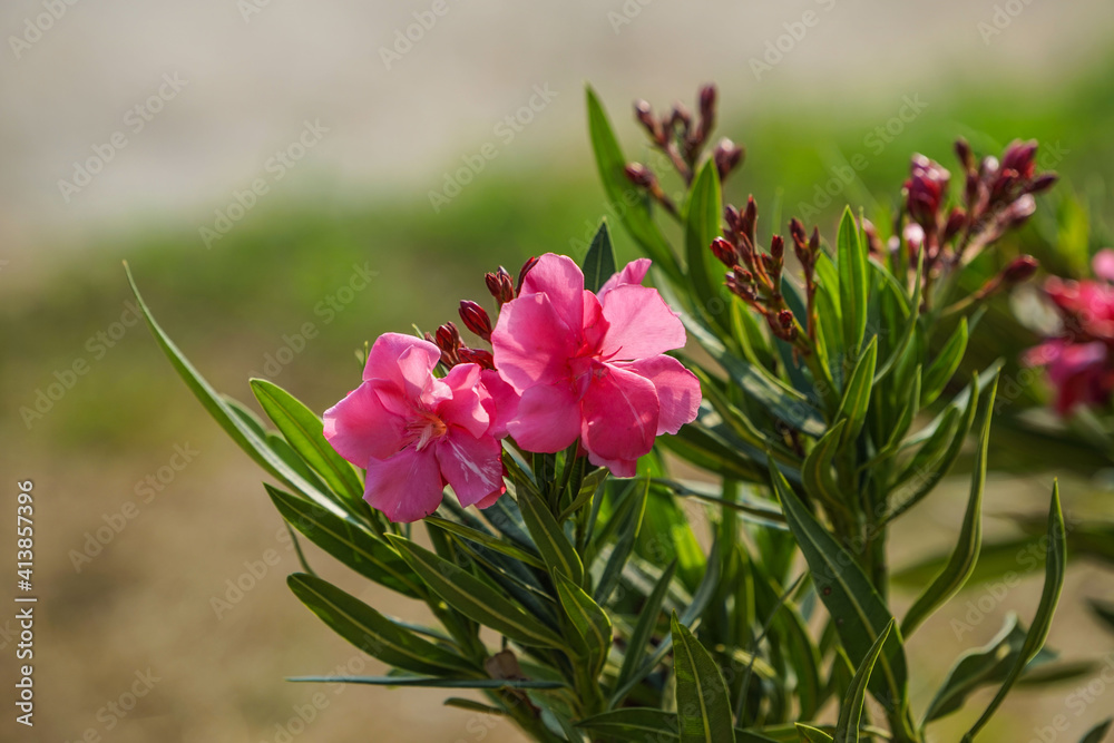 Blooming Pink Oleander flowers (Oleander Nerium)on a blurred background.