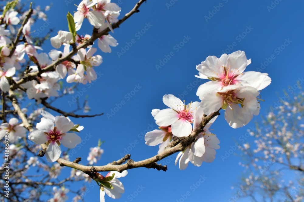 Almond or cherry tree blossoming at the beginning of spring. Flowers and buds. Almond or cherry tree blossoming at the beginning of spring. Flowers and buds.