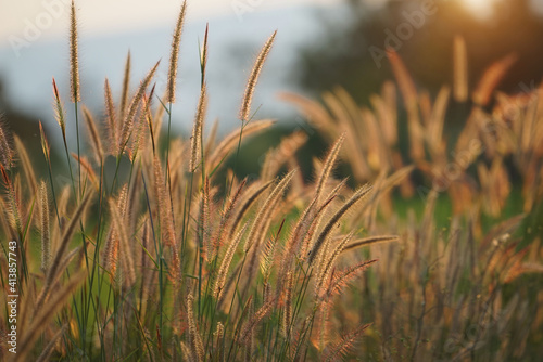Grass flowers in the green grass field with sunset background. © somchai