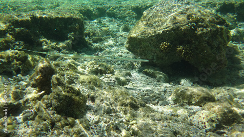 Morze Czerwone  ryby  koralowce  nurkowanie  p  aszczka  meduza  wakacje  woda s  o  ce  moczarki