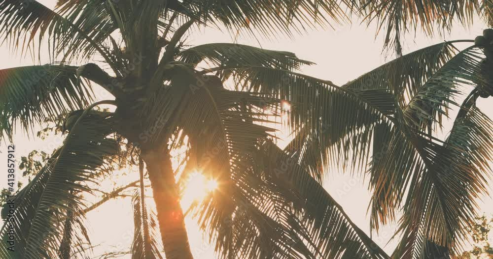 palm tree silhouette