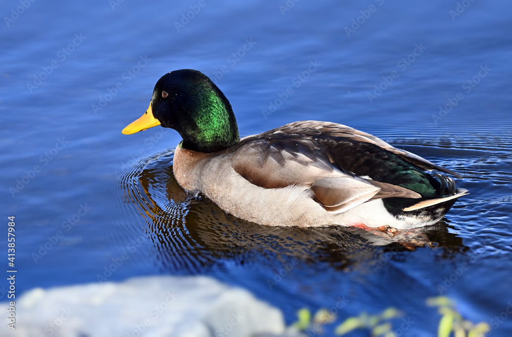 The mallard (Anas platyrhynchos) in a lake in Newfoundland  