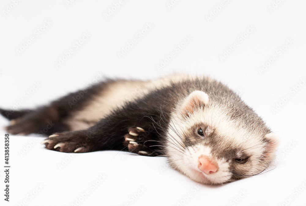 Ferret in front of white background banner copy space Ferret in front of white background banner copy space