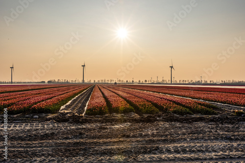 Agriculture landscape with flower fields in Holland, in Netherlands.