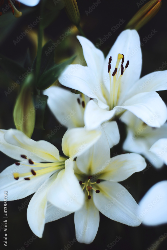 White lilium in bloom in sunset light. White lilium in bloom in sunset light.