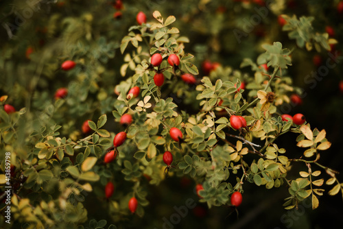 Many red ripe berries on thin  branches bush in autumn park photo