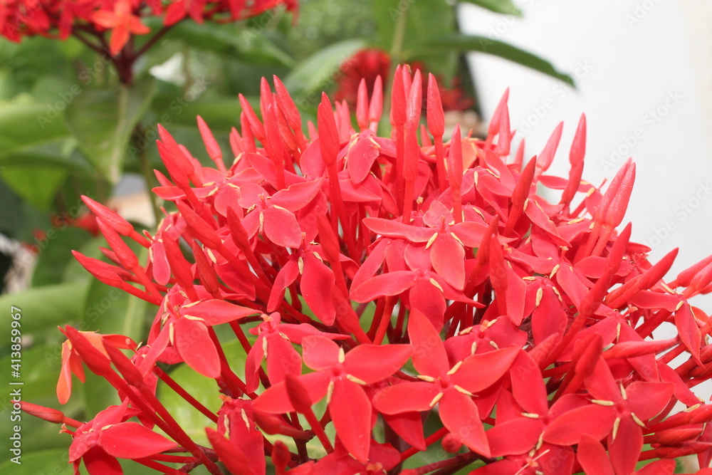 FLOWERS FLOWERS
