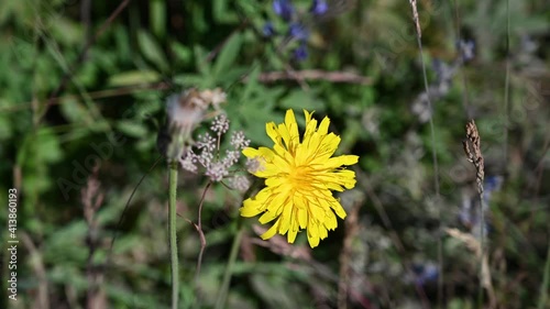 Wildflowers of Yellowstone National Park - Pale agoseris photo