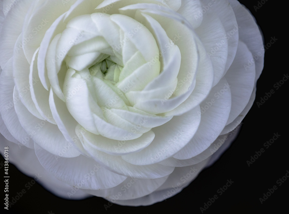 Bight white blooming flower with black background