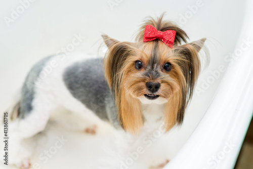 Yorkshire Terrier with a fashionable haircut stands in the bathroom of the grooming salon