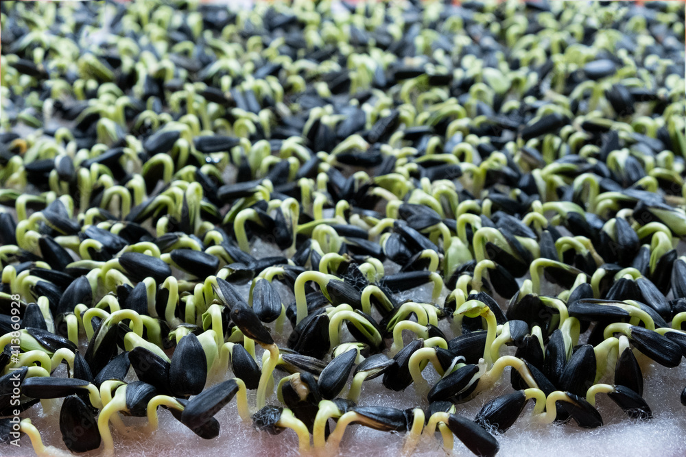 Obraz premium sunflower sprouts. proportioned seeds. healthy raw food, trace elements.