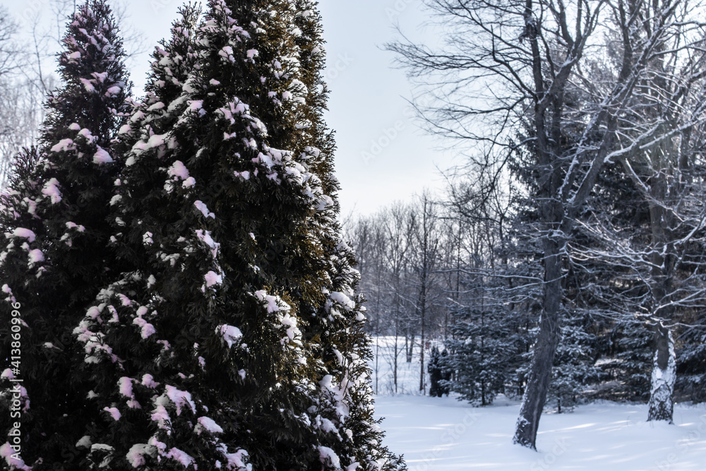 Two small coniferous trees are covered in fresh snowfall, overlooking a valley of deciduous trees in Ontario, Canada, February 2021, wintertime.