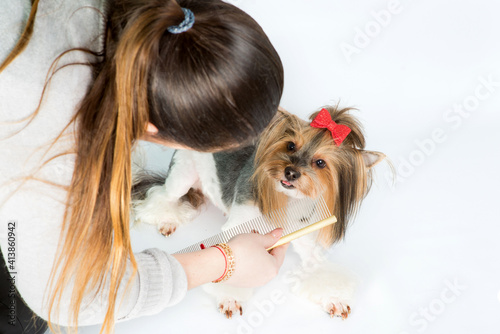 Groomer combing Yorkshire terrier coat with comb on white background