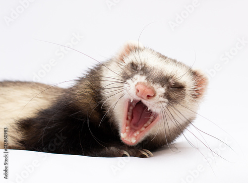 Ferret is yawnin in front of white background shout ferret