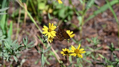 Butterfly on wildflower in Yellowstone National Park