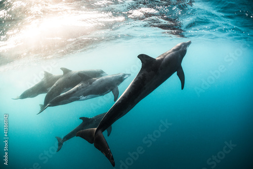 Rough-Toothed Dolphins swimming in the ocean, Utila, Honduras photo