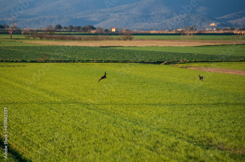 Caprioli in maremma photo