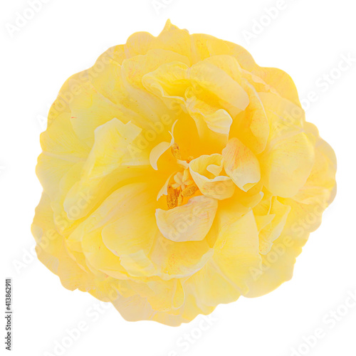 One beautiful  flower  isolated on white background.  Fresh spring flower top view, macro.