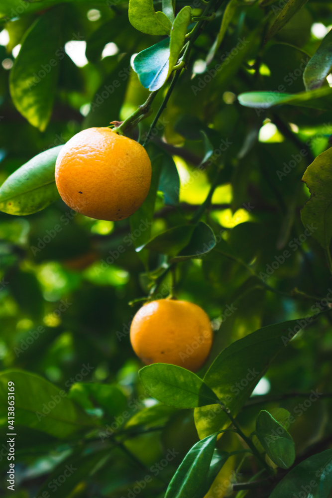 small orange clementine mandarin tangerine in fruit tree orchard small orange clementine mandarin tangerine in fruit tree orchard