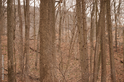 Fototapeta Naklejka Na Ścianę i Meble -  New Jersey forest during stick season. Deleware Water Gap National Recreation Area near Columbia, NJ, USA