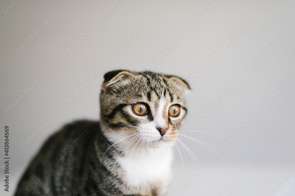 Low angle view of cat looking away while sitting on white background Low angle view of cat looking away while sitting on white background