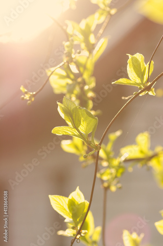 Spring branches on blurred background of a house and with light blink and flare, closeup, get outside and outdoor therapy concept, vertical
