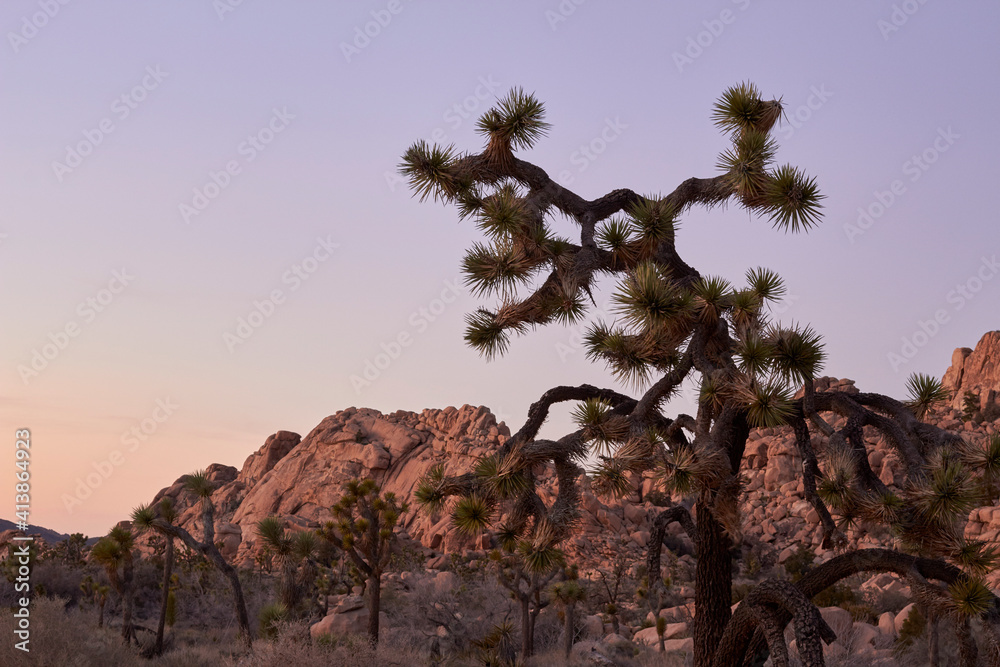 Joshua Trees (Yucca brevifolia) at Joshua Tree National Park in southern California. Joshua Trees (Yucca brevifolia) at Joshua Tree National Park in southern California.