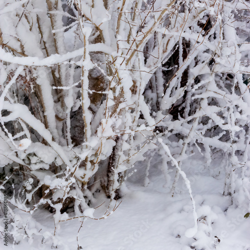 snow covered branches