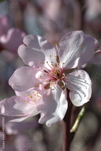 First flowers of the spring. Almond tree flower at Madrid, Spain 02/14/2021