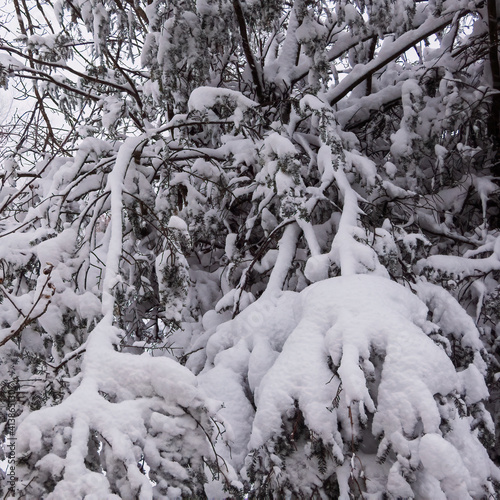 snow covered trees