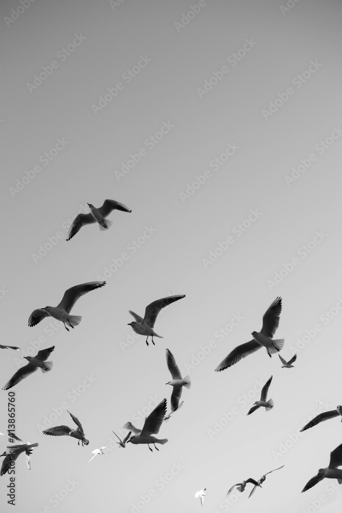 Obraz premium birds in flight
